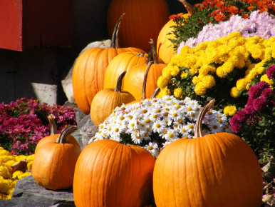 Happy Fall! | Green Healthy Life