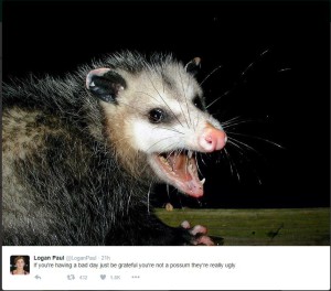 Prevent Lyme Disease; Get an Opossum (part 2) | Green Healthy Life